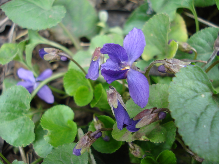 Sweet Violet (2010, March 29)
