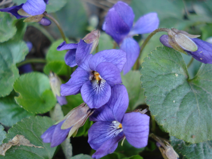 Sweet Violet (2010, March 30)