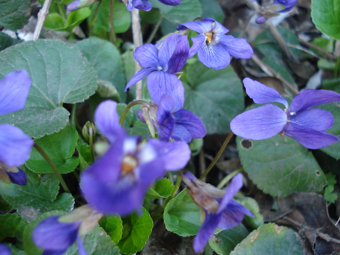 English Violet (2010, March 30)