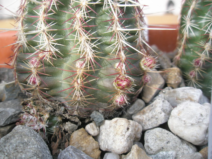 Echinocereus viridiflorus 2 - boboci - Plante de EXTERIOR