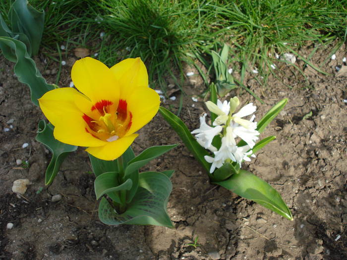 Tulip & Hyacinth (2009, April 06); Tulipa kaufmanniana Stresa &amp; Hyacinth Carnegie.

