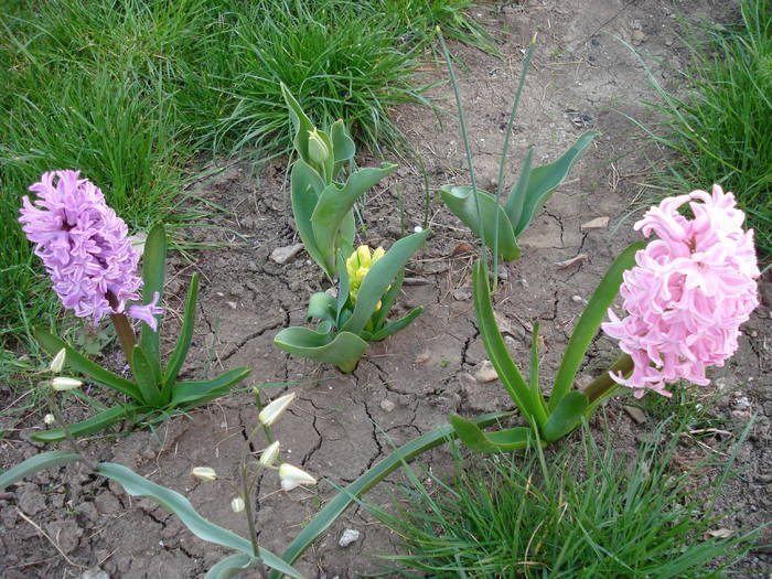 Hyacinths (2009, April 07) - 04 Garden in April