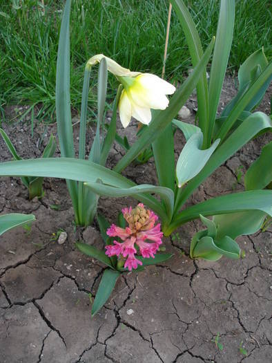 Daffodil & Hyacinth Jan Bos (2009, Apr.07)