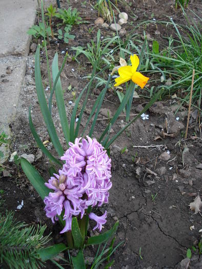 Hyacinth & Daffodil (2009, April 07); Hyacinth Splendid Cornelia &amp; Cyclamineus daffodil Jet Fire.

