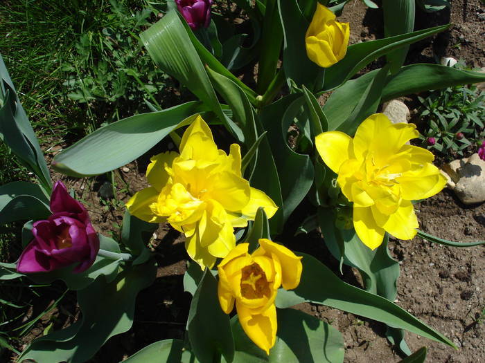Yellow tulips (2009, April 16)