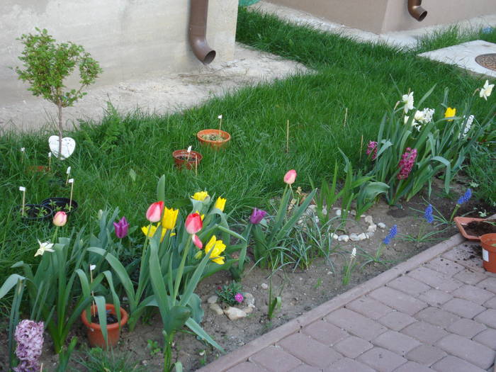 Spring garden (2009, April 17)