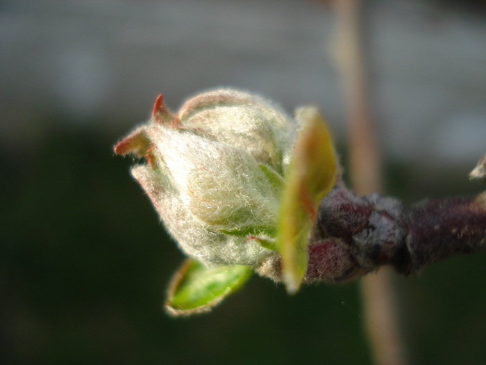 Apple Tree Buds_Mugurasi (2010, Mar.30)