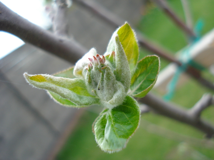 Apple Tree Buds_Mugurasi (2010, Apr.03)