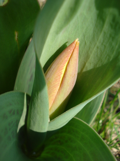 Tulipa Stresa (2010, March 24)
