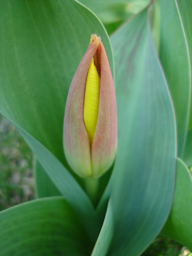 Tulipa Stresa (2010, March 25)
