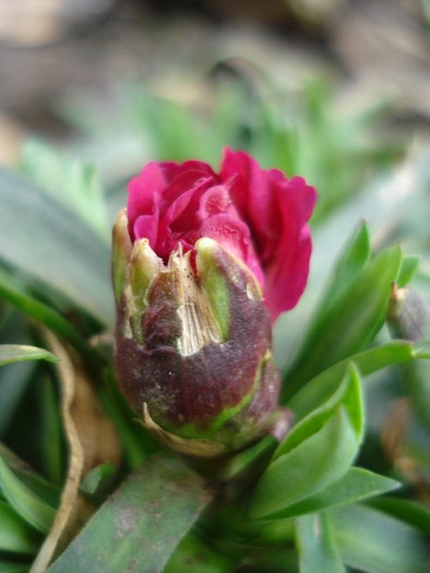 Dianthus x Allwoodii (2010, March 30)