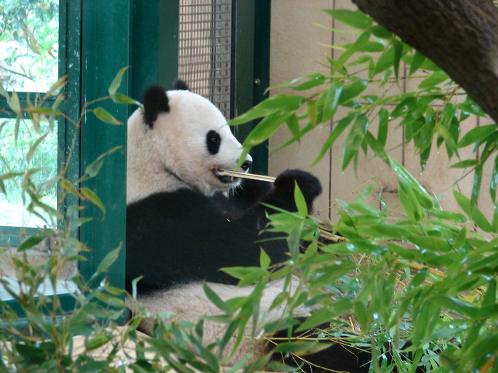 Giant Panda (2009, June 27); Viena.
