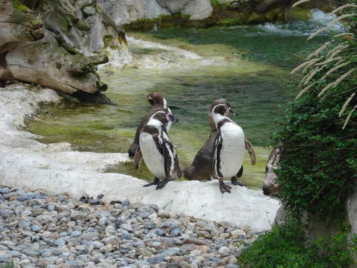 African Penguins (2009, June 27); Spheniscus demersus.
