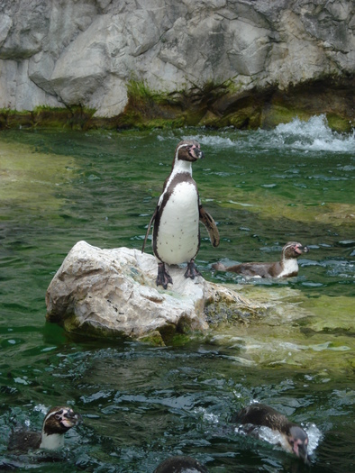 African Penguin (2009, June 27); Spheniscus demersus.
