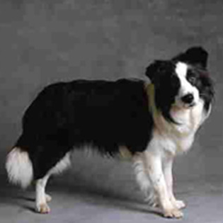 border-collie_2 - Nume de caini