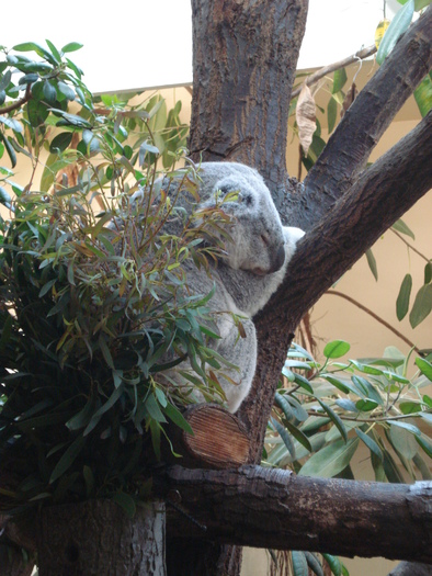 Koala (2009, June 27); Phascolarctos cinereus.
