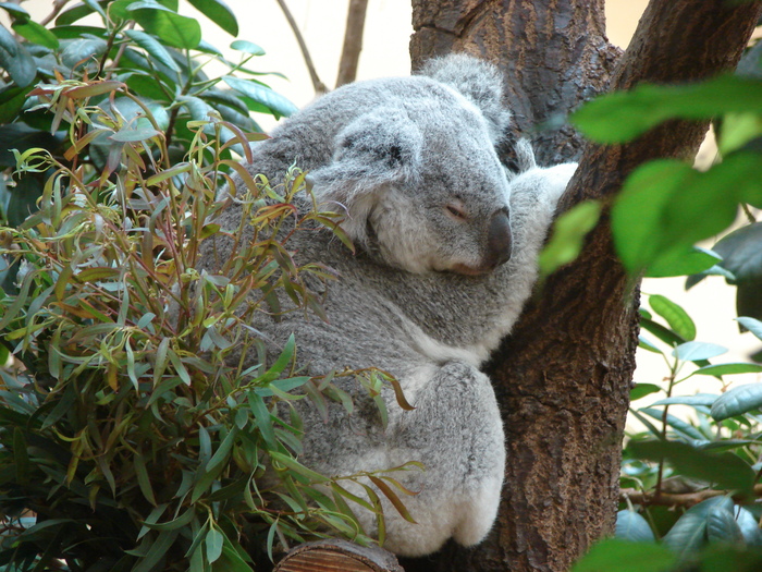 Koala (2009, June 27); Phascolarctos cinereus.
