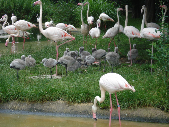 Flamingos (2009, June 27) - Schonbrunn Zoo Viena