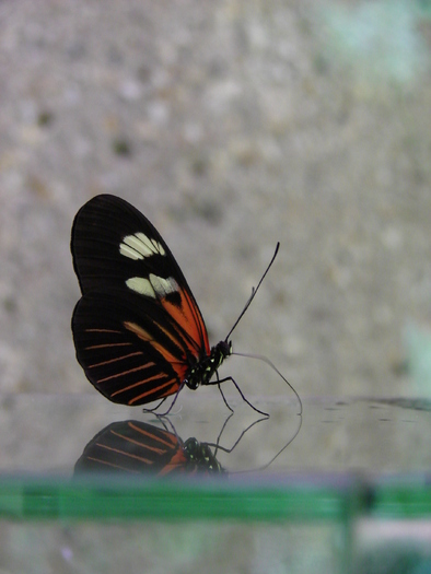 Butterfly (2009, June 27); Viena.
