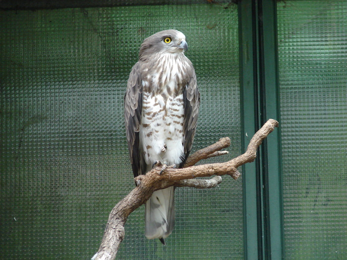 Harrier Eagle (2009, June 27); Viena.
