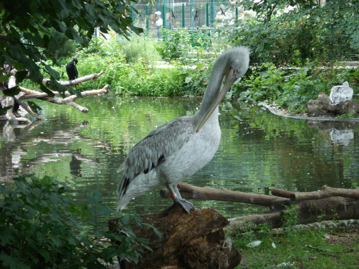 Dalmatian Pelican (2009, June 27); Viena.
