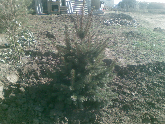 26032010(001); brad norvegian  plantat in ian 2010
