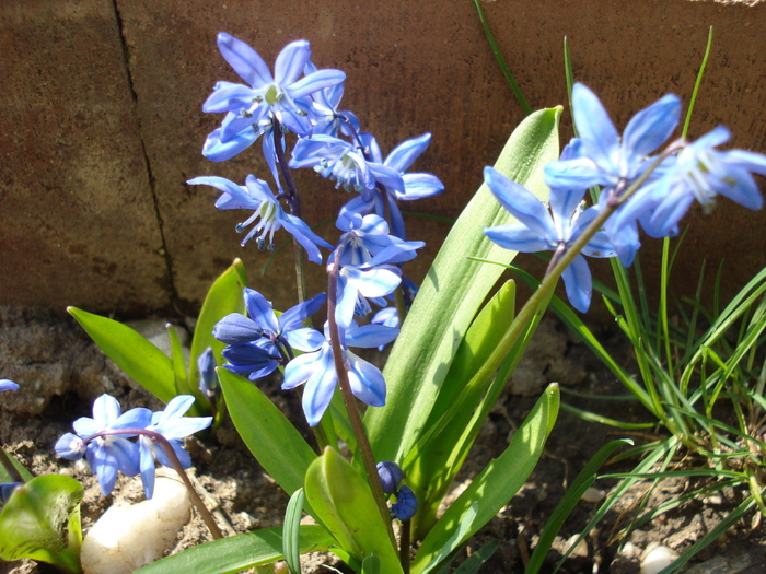 Siberian Squill (2010, April 08)