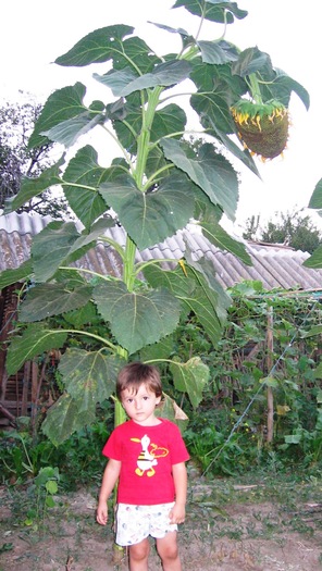 Floarea soarelui; Record european in 2008, diametru palarie: 50 cm
