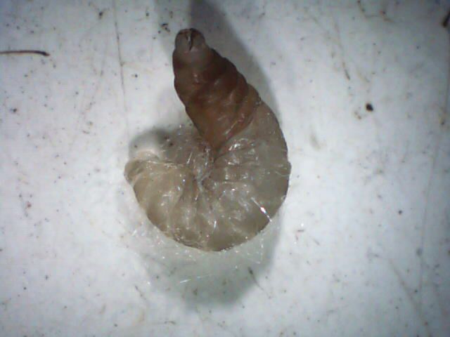 Larva gasita in 'lana'