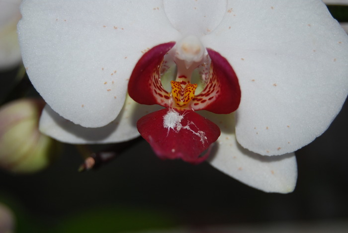 Paduche phalenopsis - Orhidee