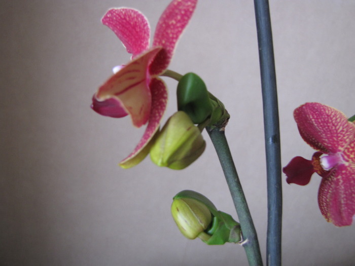 Orhidee keiki cu floare si boboci 11 apr 2010 (1) - orhidee
