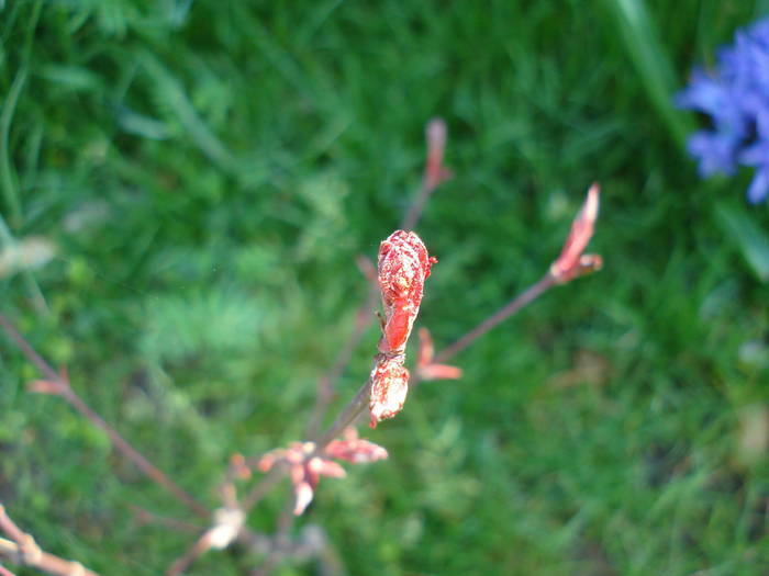 Acer palmatum Bloodgood (2009, Apr.05)