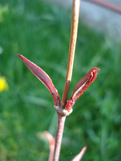 Acer palmatum Bloodgood (2009, Apr.05)