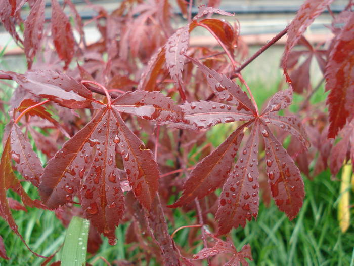 Acer palmatum Bloodgood (2009, May 13)