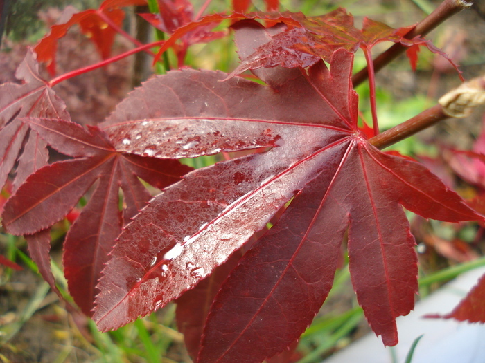 Acer palmatum Bloodgood (2009, Nov.21)