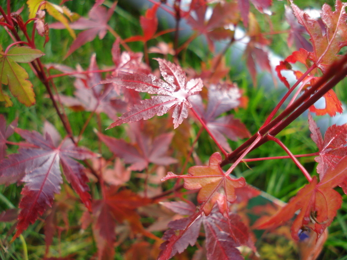 Acer palmatum Katsura (2009, Nov.21)