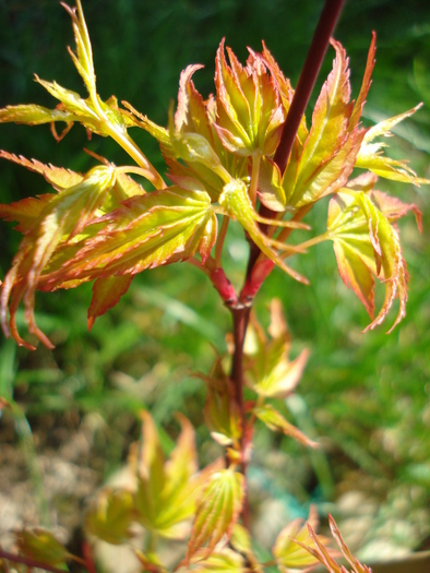 Japanese Maple Katsura (2010, April 08) - Acer palmatum Katsura