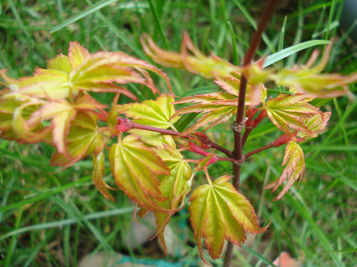 Acer palmatum Katsura (2010, April 12)
