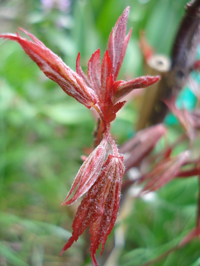 Acer palmatum Bloodgood (2010, Apr.12)