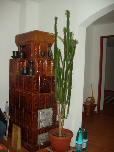Euphorbia trigona; are cam 1.80 m inaltime
