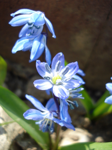 Scilla siberica (2010, April 10)