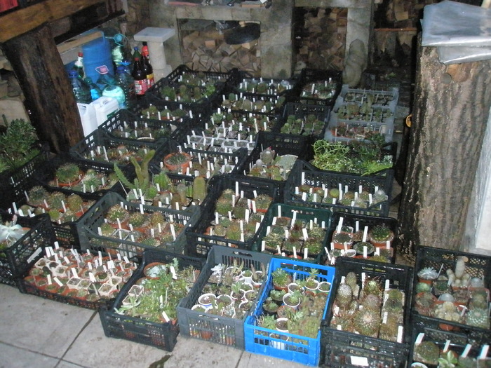 s-a umplut curtea de teposi pe 06.04 - plantele dupa iarna 2010