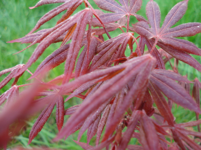Acer palmatum Bloodgood (2010, Apr.13)