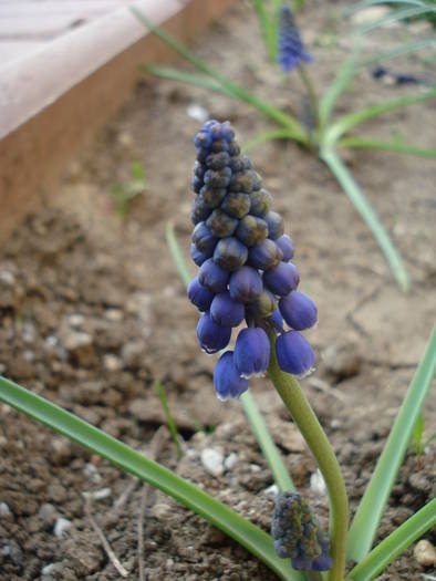 Muscari armeniacum (2009, April 09)