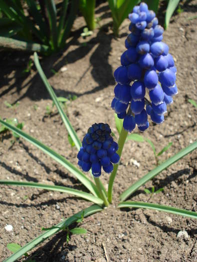 Muscari armeniacum (2009, April 16)