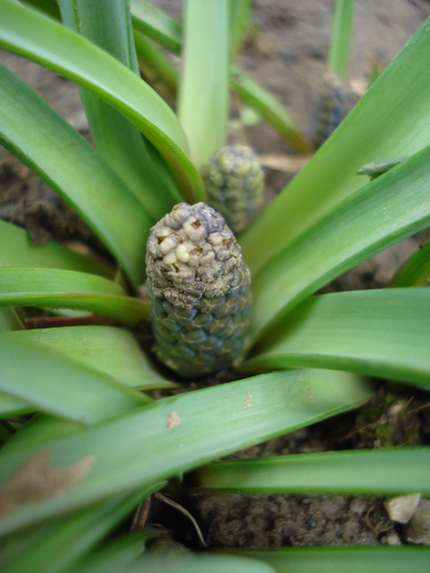 Armenian Grape Hyacinth (2010, Mar.29)