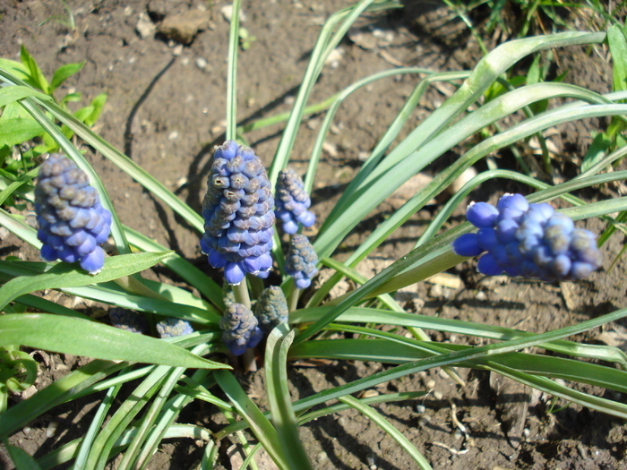 Muscari armeniacum (2010, April 08)