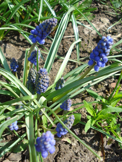 Muscari armeniacum (2010, April 08)