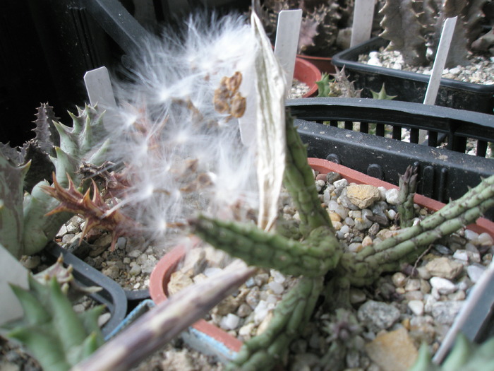 Huernia pendula 18.03 - Huernia