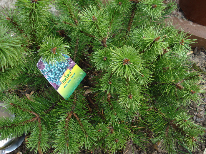 Pinus mugo Laurin (2010, March 27) - Pinus mugo Laurin
